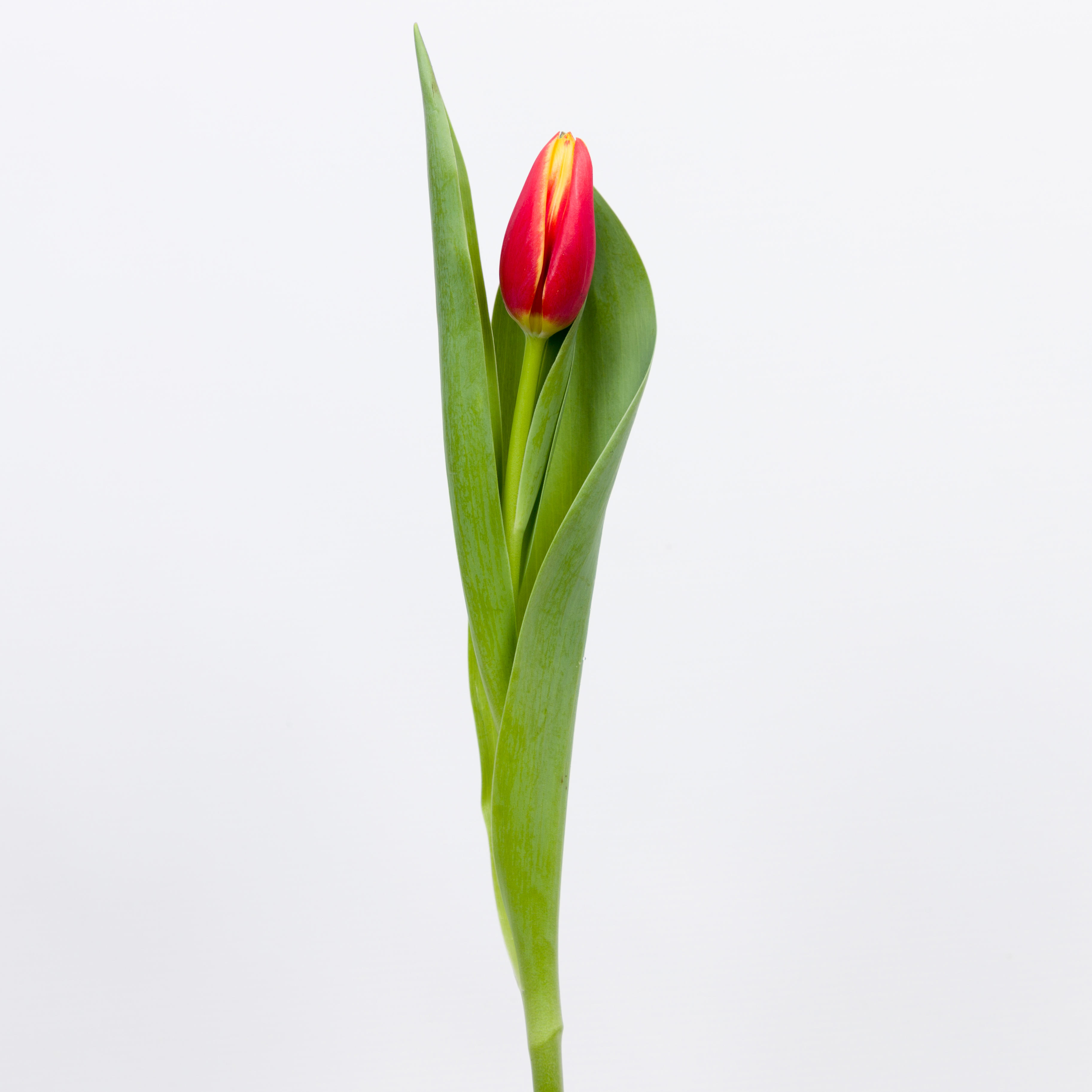 50x Tulipa tarzan en 50cm