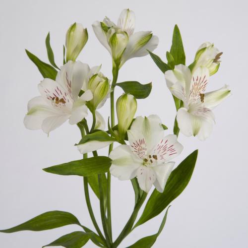 10x Alstroemeria virginia 70cm