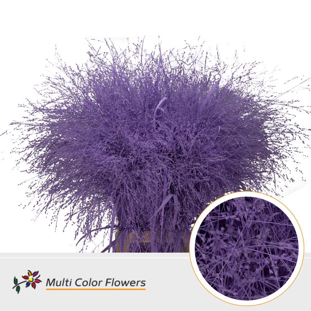 50x Gs panicum milka 80cm