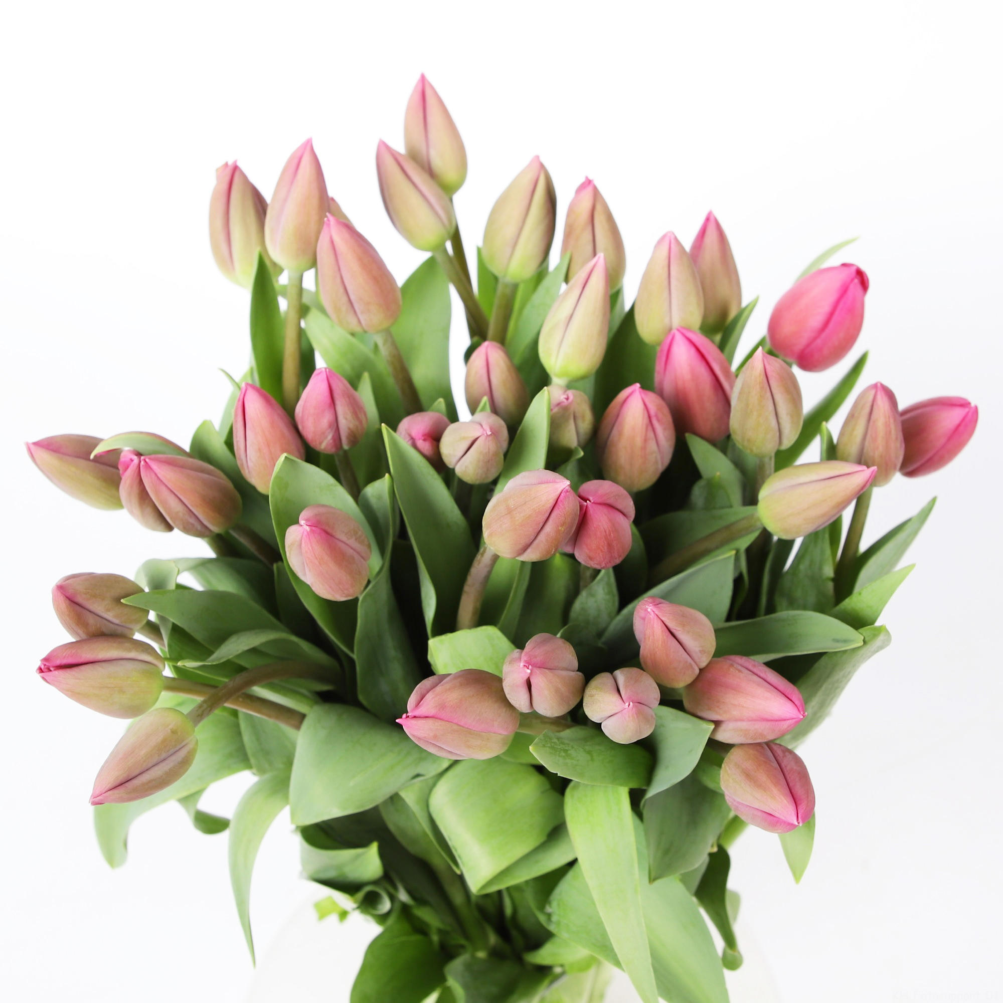 50x Tulipa barcelona en 40cm