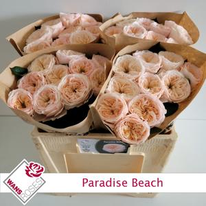 10x Rosa paradise beach 50cm