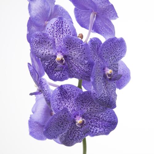 16x Vanda sun.lavender sprinkles