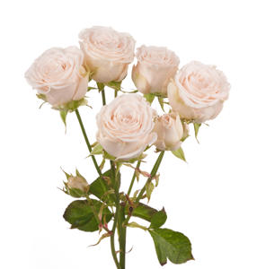 10x Rosa sofie 50cm