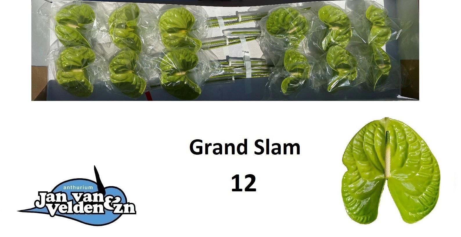 12x Anth.grand slam 10cm