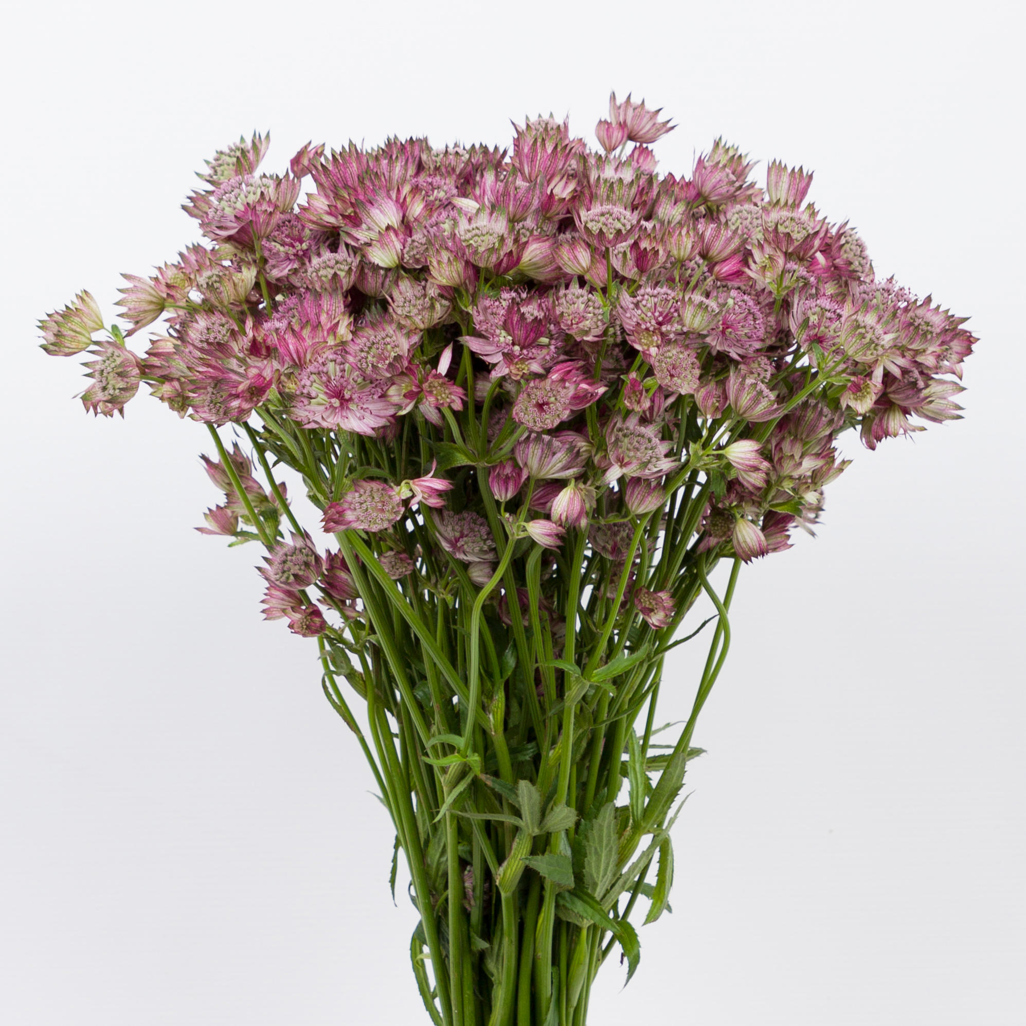25x Astrantia star of africa 60cm