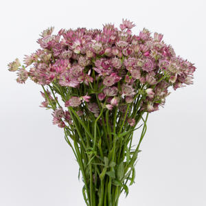 25x Astrantia star of africa 60cm