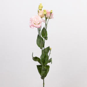 10x Eust.alissa hanoi pink du 70cm