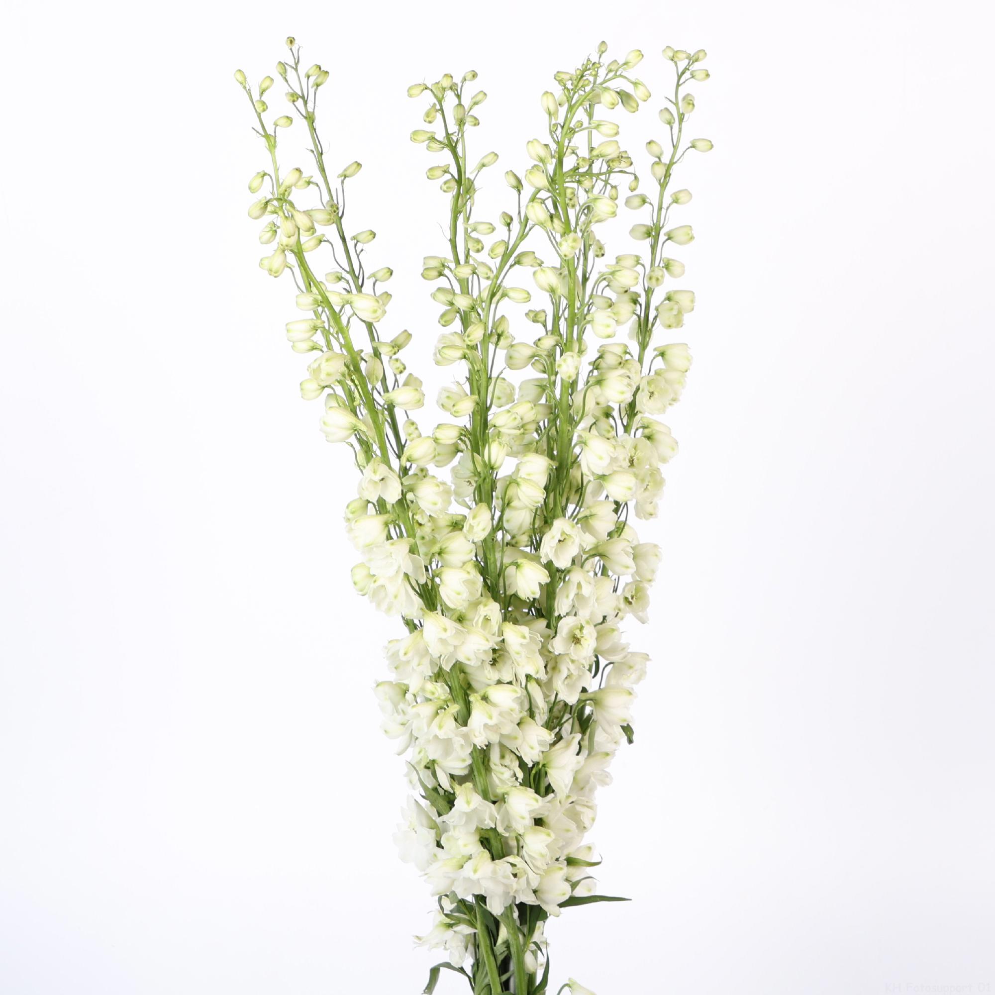 10x Delph.guardian white 60cm