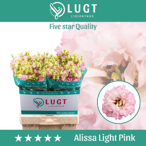 10x Eust.alissa light pink du 70cm