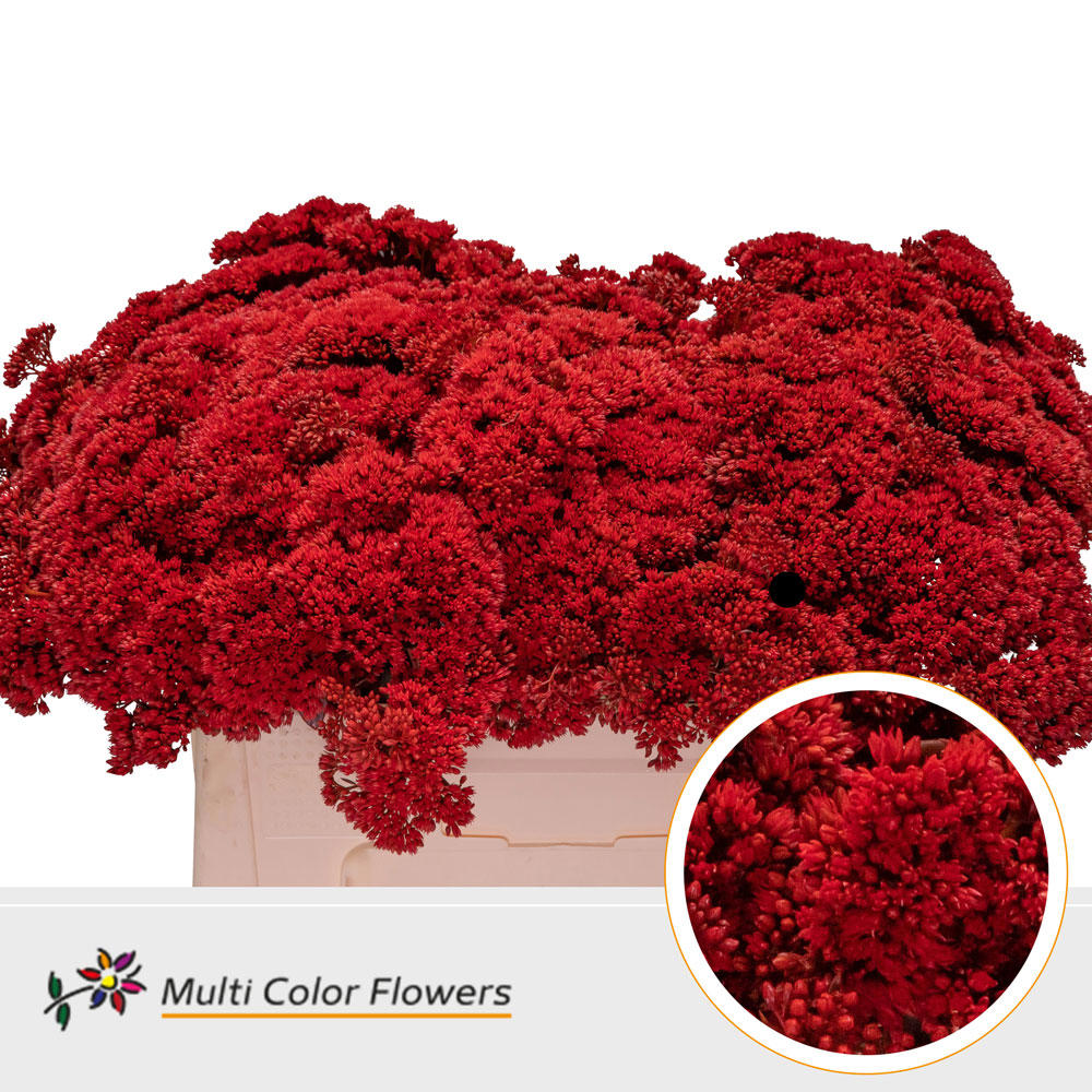 25x Sedum rood 50cm