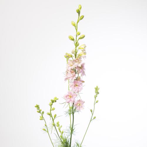10x Delph.aj.qis light pink 80cm