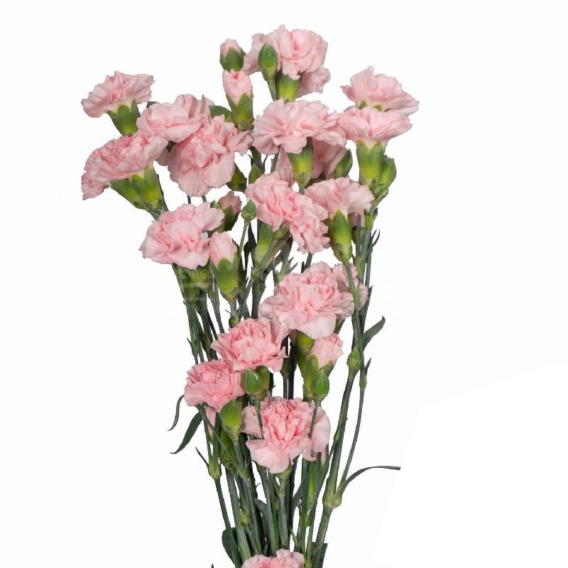 100x Dian.tr.roxanne 60cm