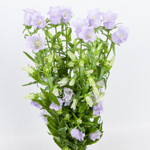 10x Camp.med.champ.lavendel 70cm