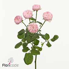 10x Rosa tr. royal blush charm 50cm