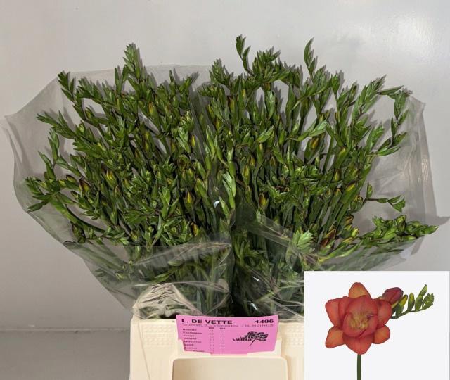 50x Freesia fuego du 50cm