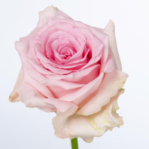 10x Rosa sweet dolomiti 60cm