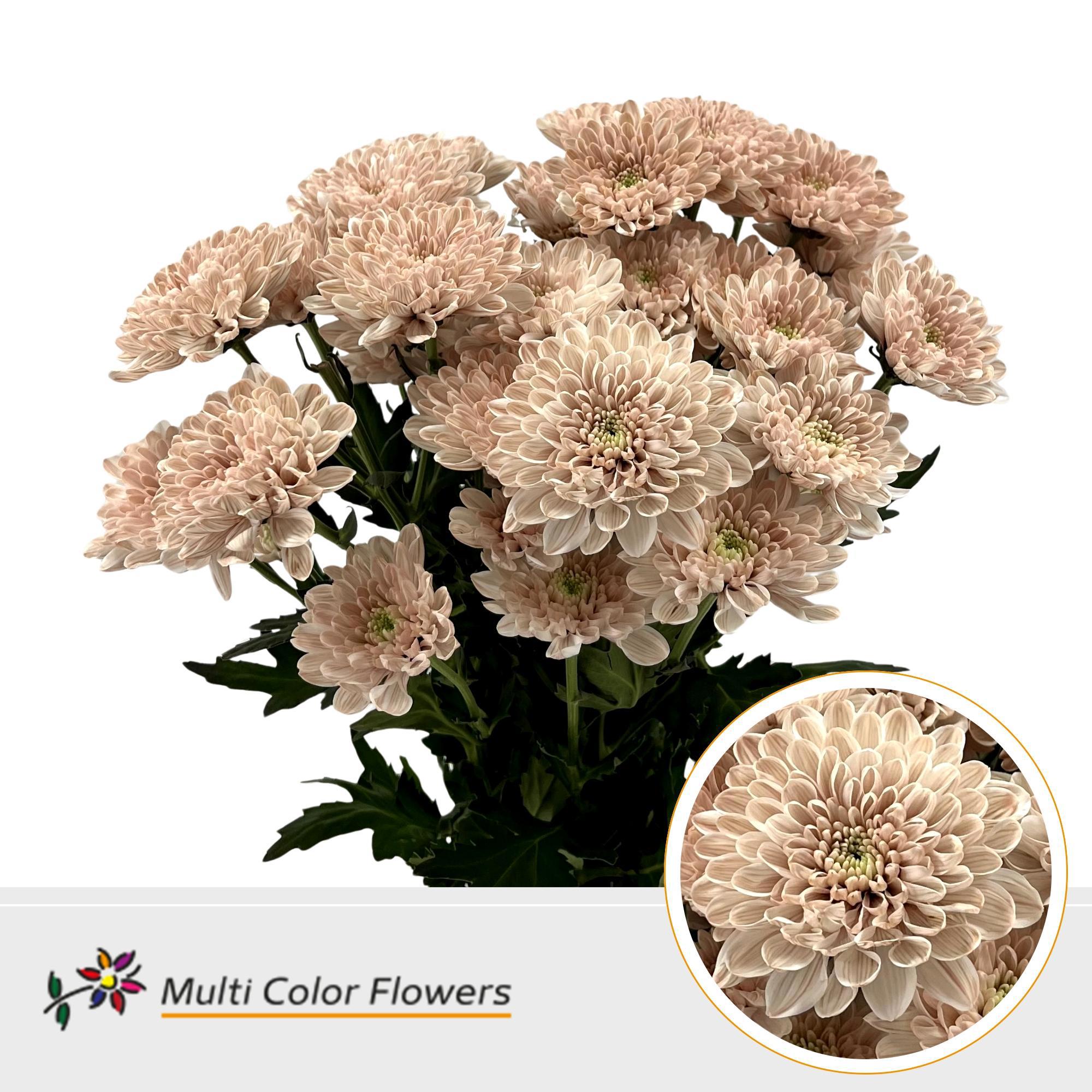10x Chrysant overig 60cm