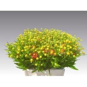 20x Helenium autumn fire 60cm