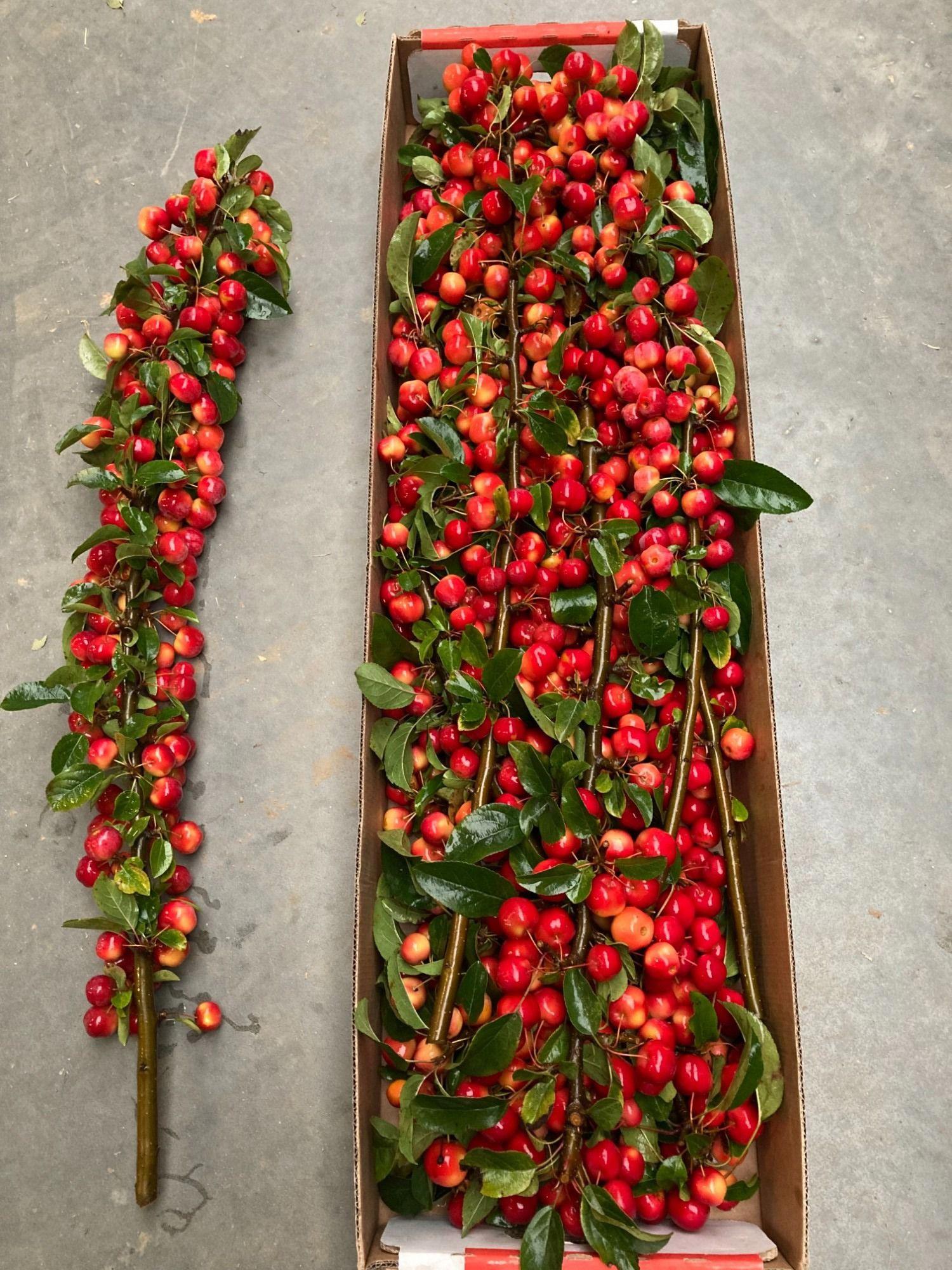 7x Tk appeltak red sentinel 80cm