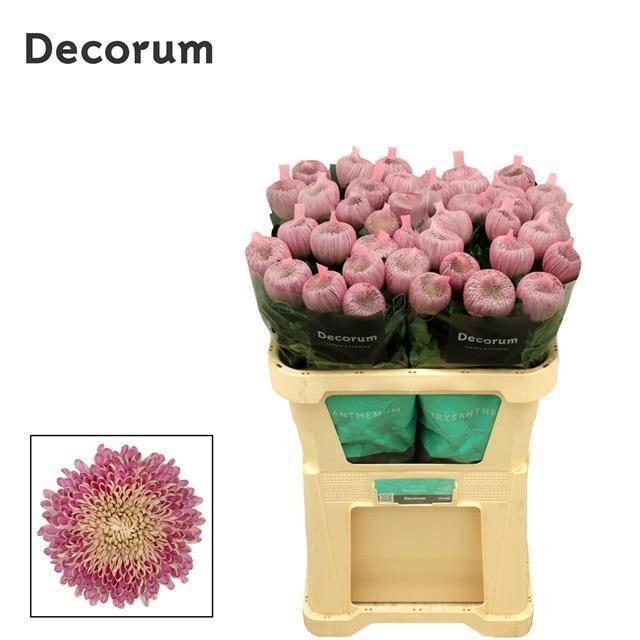 10x Chrysant couture g 70cm