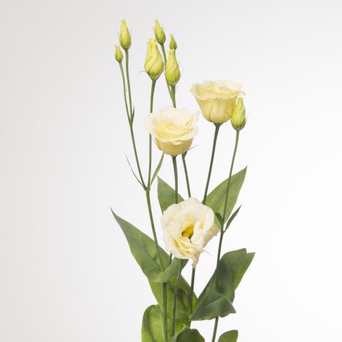 10x Eust.rosita yellow du 70cm