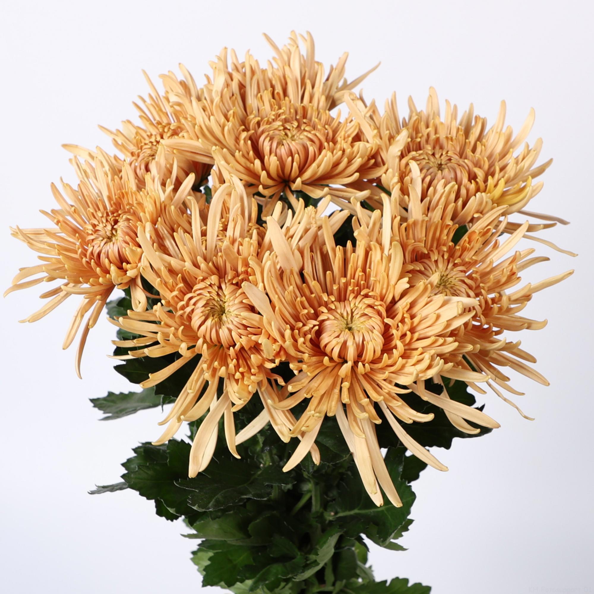 10x Chrysant cipria salmon 70cm