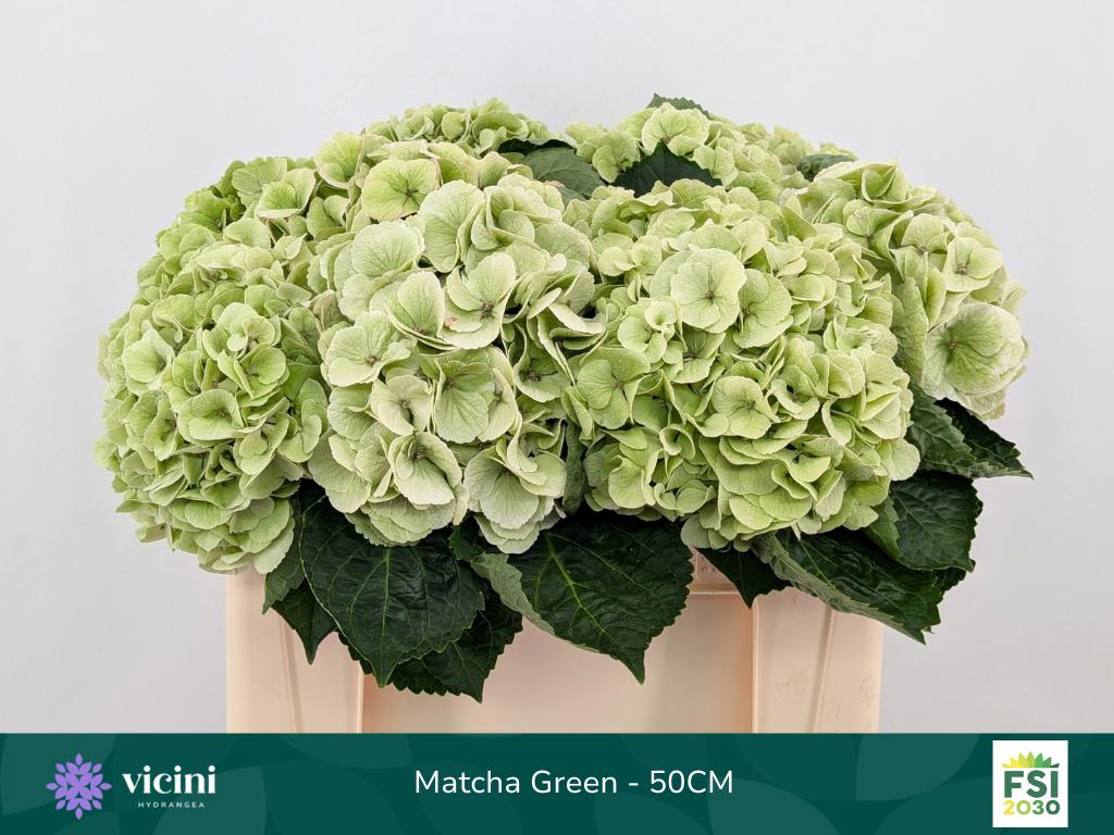 10x Hydr.my matcha classic 50cm