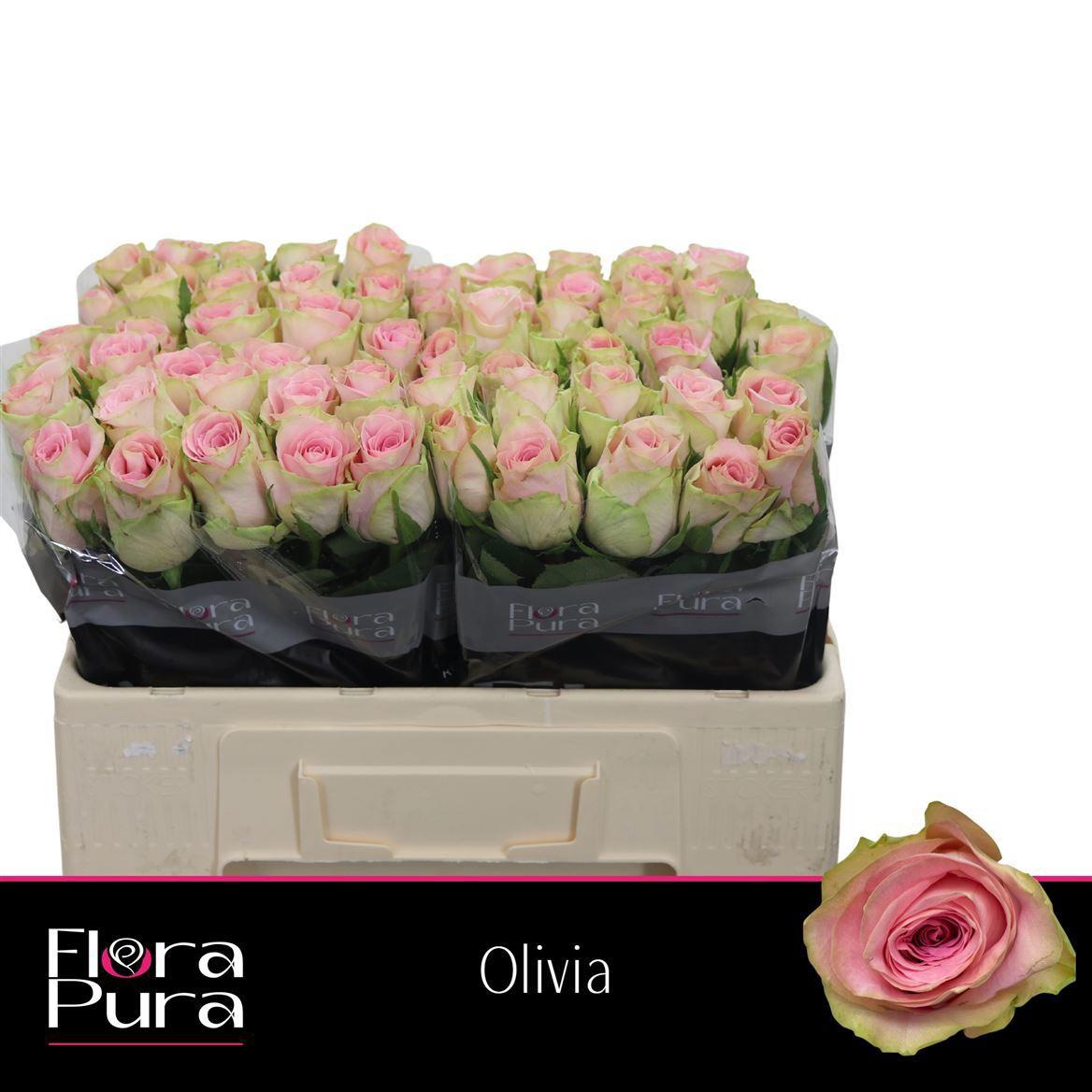 10x Rosa olivia 50cm
