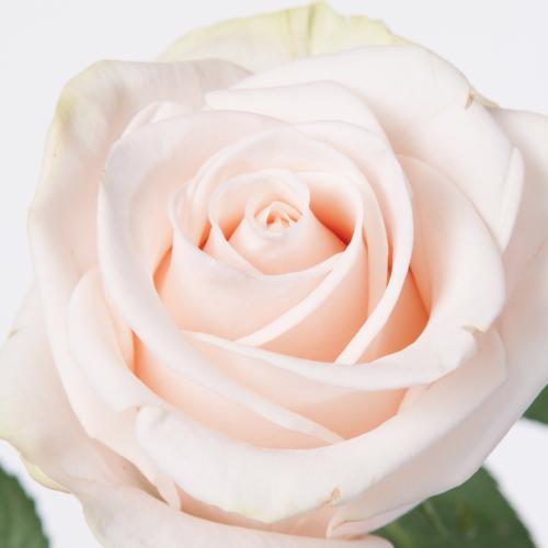 20x Rosa wedding rose 50cm