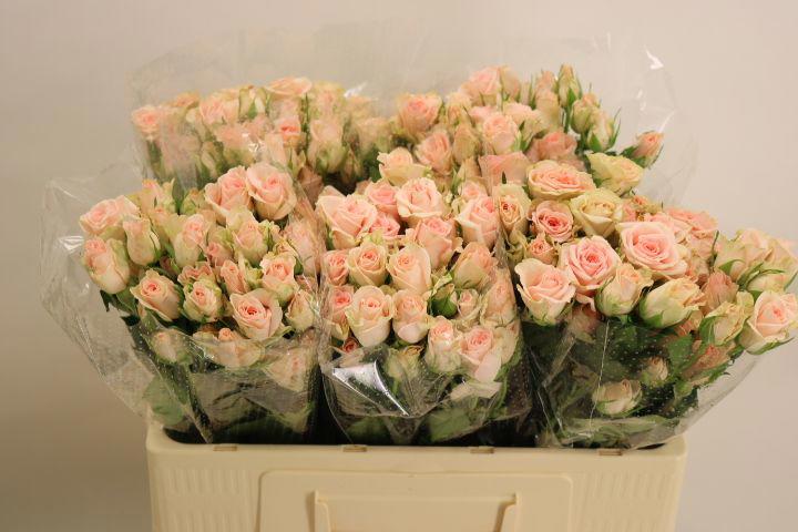 10x Rosa sweet sara 50cm