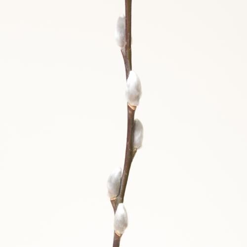 50x Tk salix snowflake 80cm