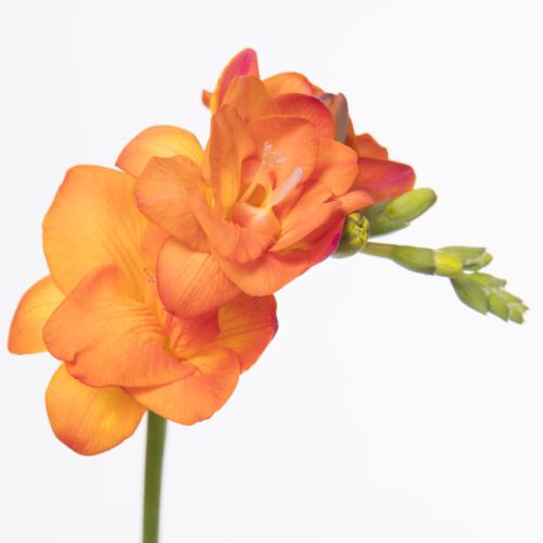 50x Frees.mandarine 50cm