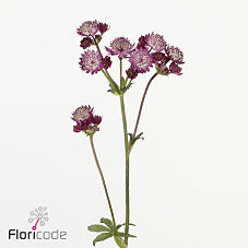 25x Astrantia star of joy 60cm