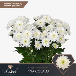 10x Chrysant pina colada 70cm