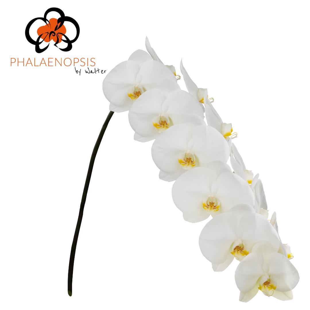 12x Phal.alba royale 70cm