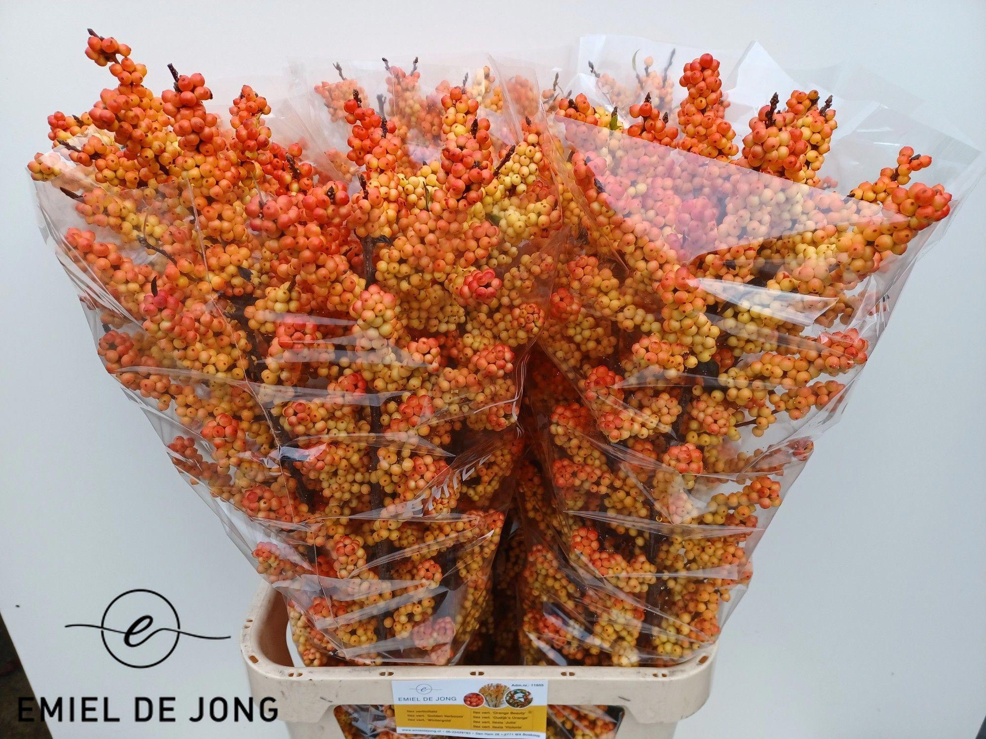 5x Ilex ilexia victoria 80cm