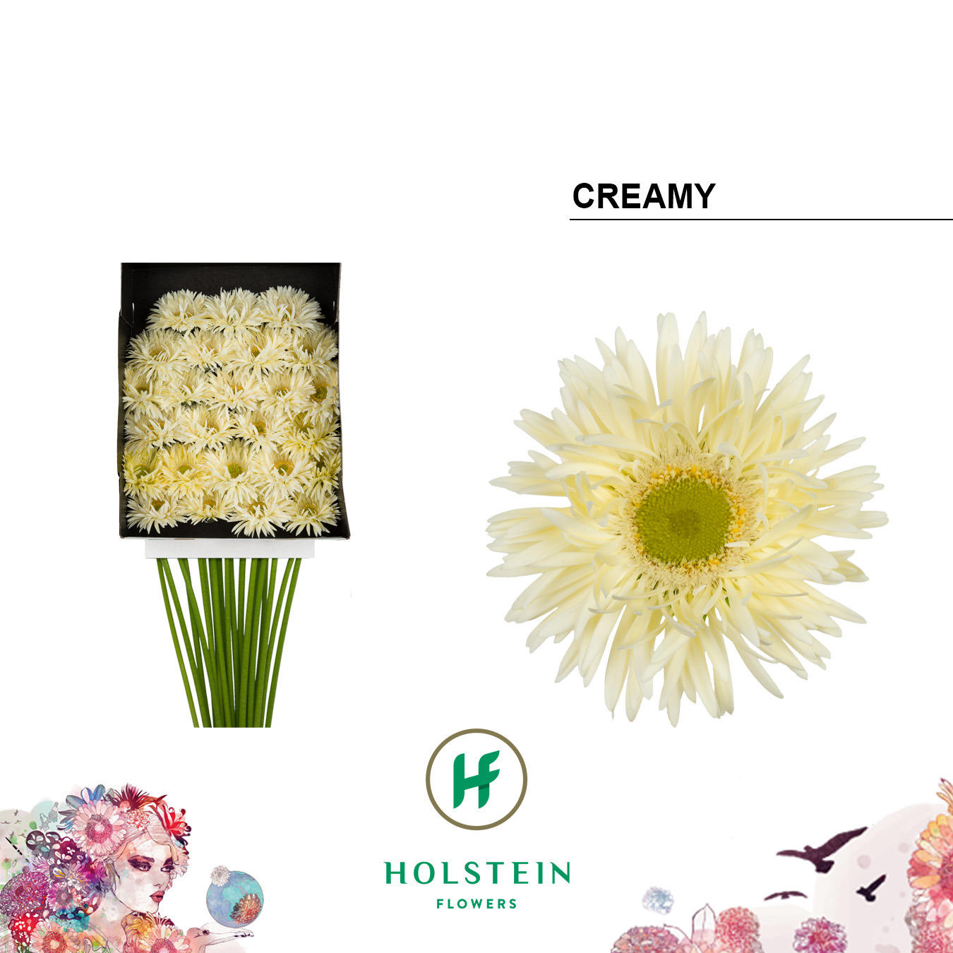 25x Germ.gerspider creamy 70cm