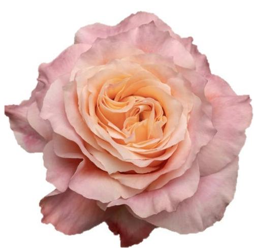 25x Rosa light spirit 40cm