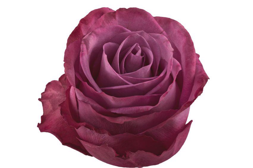 25x Rosa moody blues! 60cm