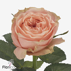 10x Rosa charming reeva 50cm