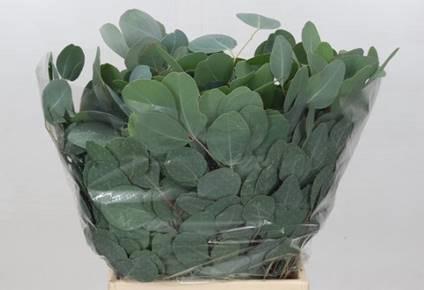 5x Sg eucalyptus populus blad kort 50cm