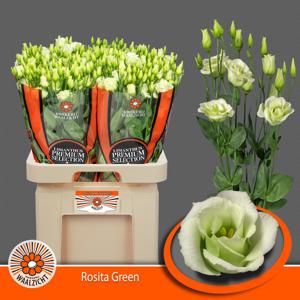 10x Eust.rosita green du 70cm