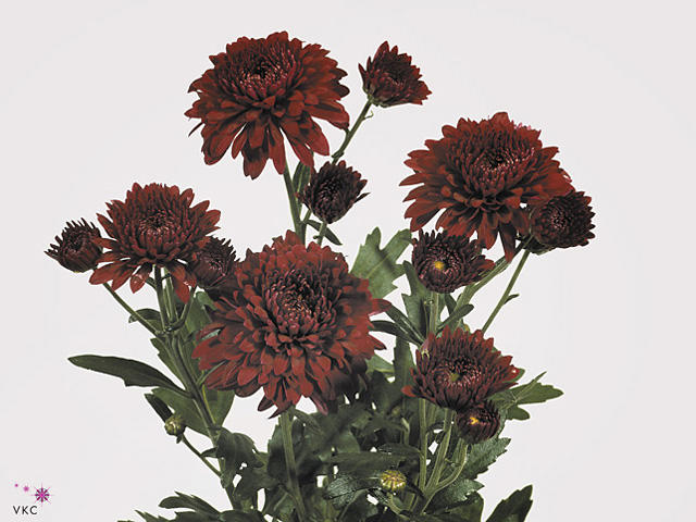 10x Chrysant smokey 50cm