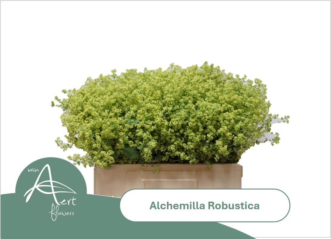 50x Alchemilla mollis robustica 50cm