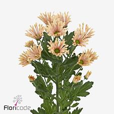 25x Chrysant san.bluff salmon 50cm