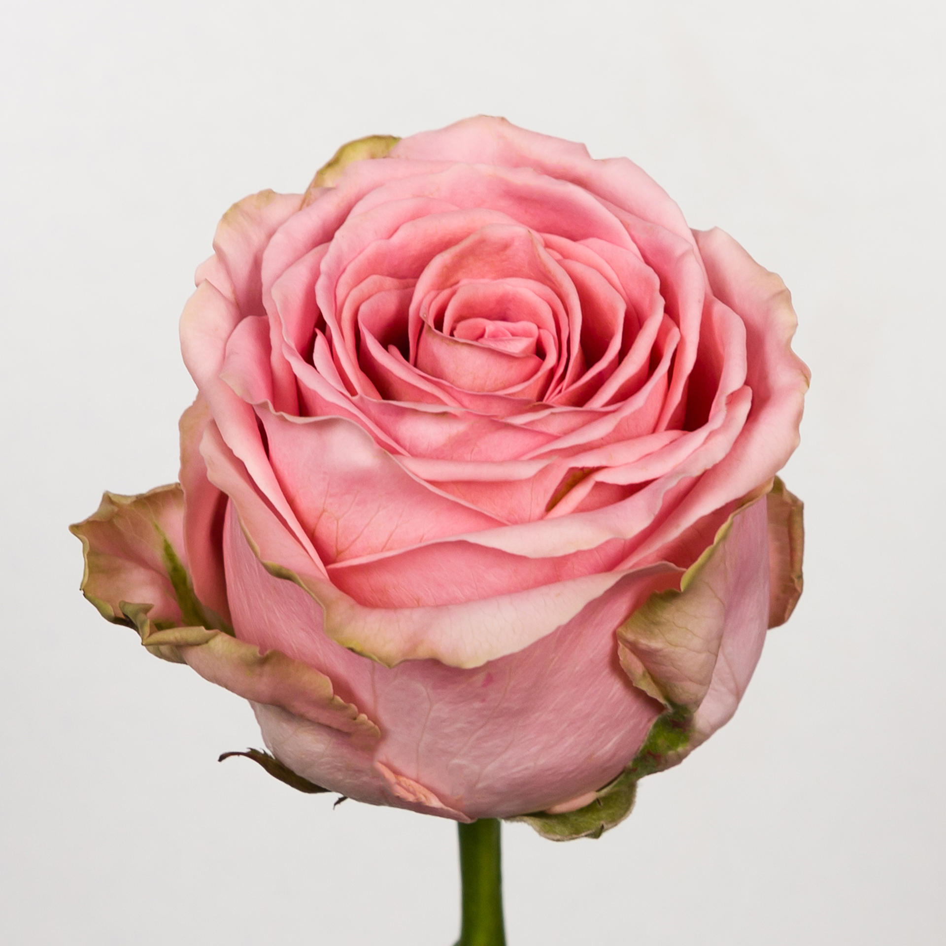 10x Rosa sophia loren 60cm