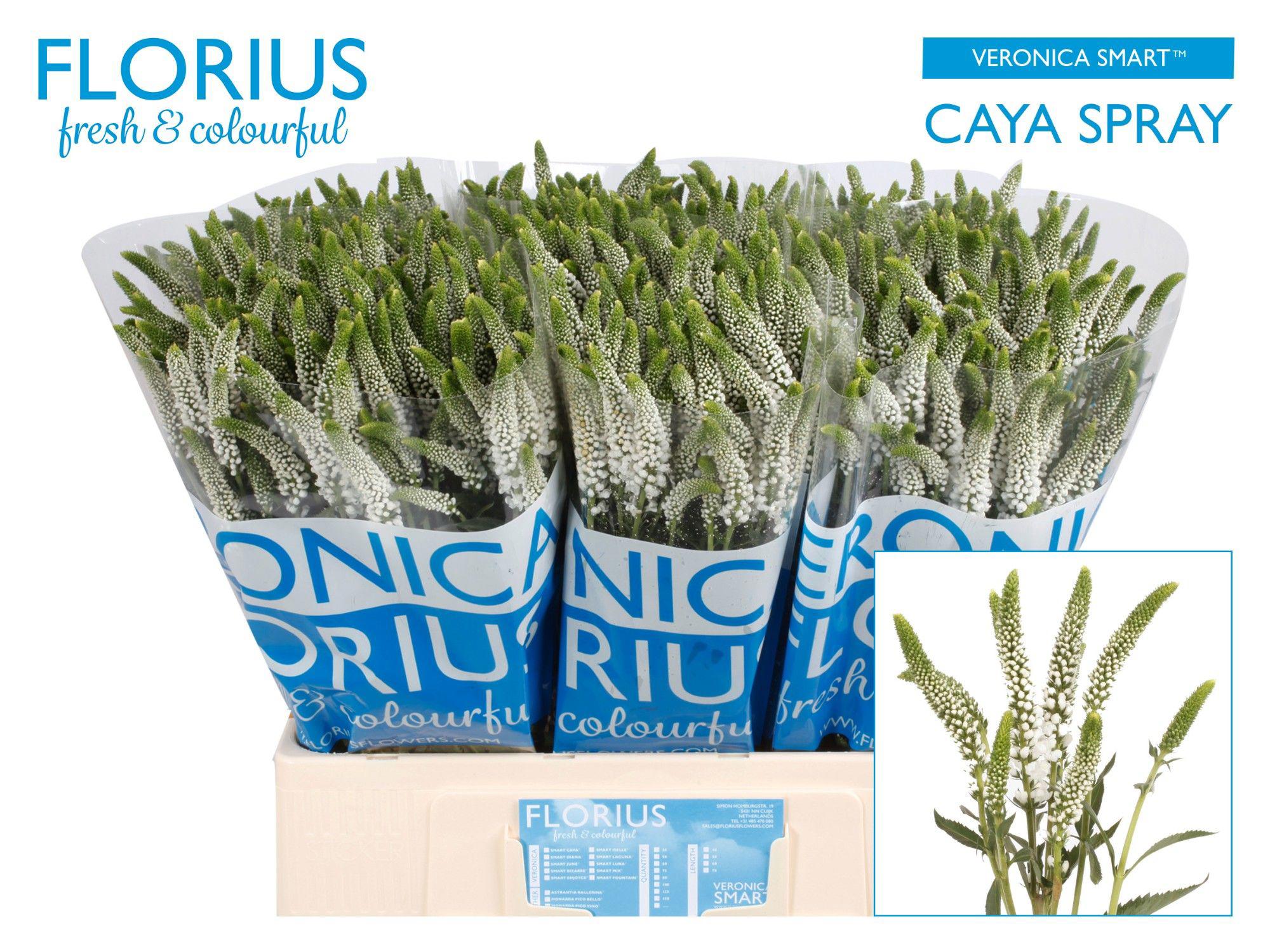 20x Veron.caya 60cm