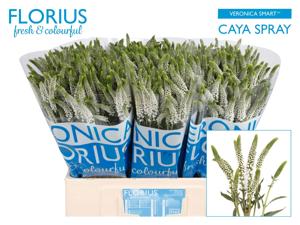 20x Veron.caya 60cm