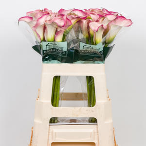 10x Zant.blushing lady 60cm