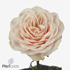 10x Rosa love fountain 40cm